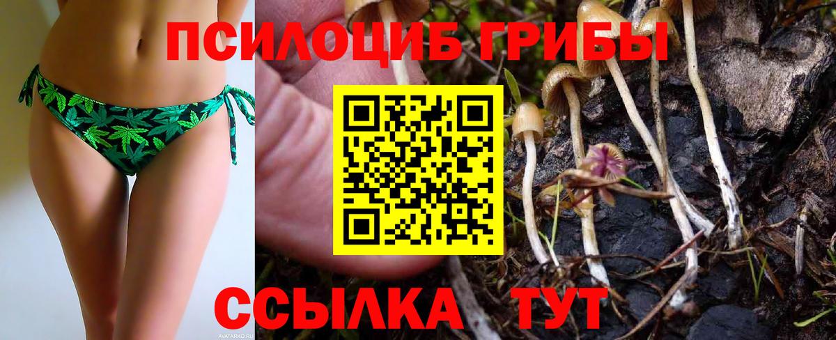 Галлюциногенные грибы Psilocybe Печора